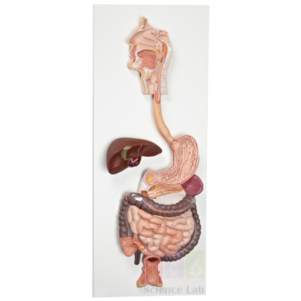 Digestive System Model 2 part